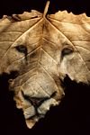 pic for  lion face leaf